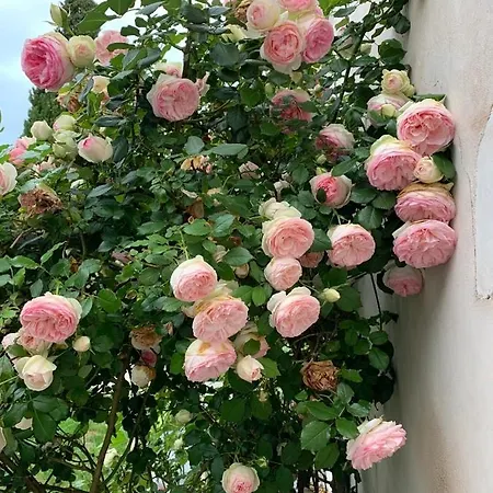 Casa vacanze La Rochelle L'ile De Ré Autrement Nieul-sur-Mer